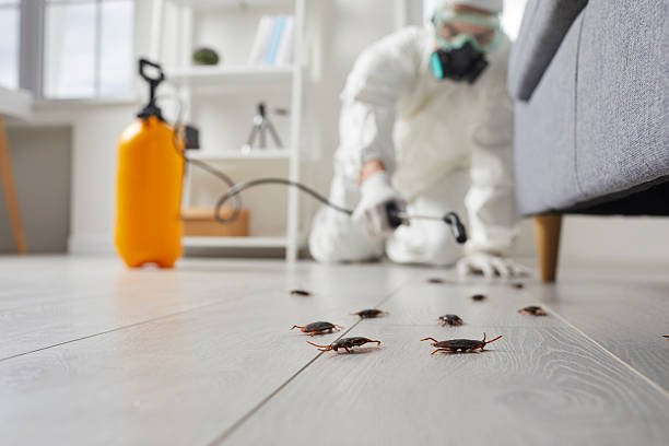 Post-Treatment Bed Bug Interceptor Monitoring in Jericho